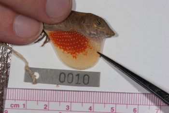 Media type: image;   Herpetology R-186207